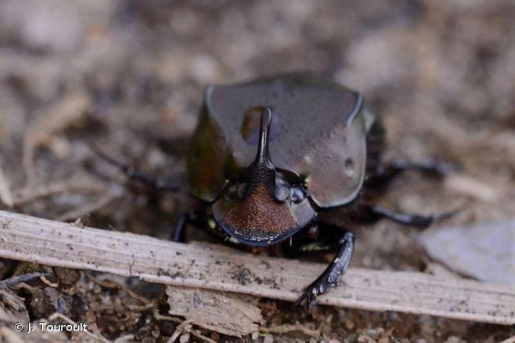 <i>Phanaeus chalcomelas</i> (Perty, 1830) © J. Touroult