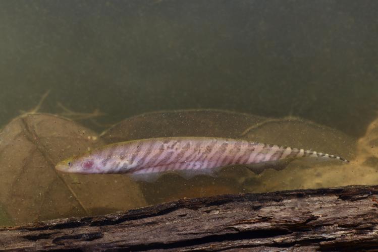 Gymnotus carapo (Gros Saut sur le Grand Abounami, Papaïchton, 2020) © F. Melki/Fondation Biotope