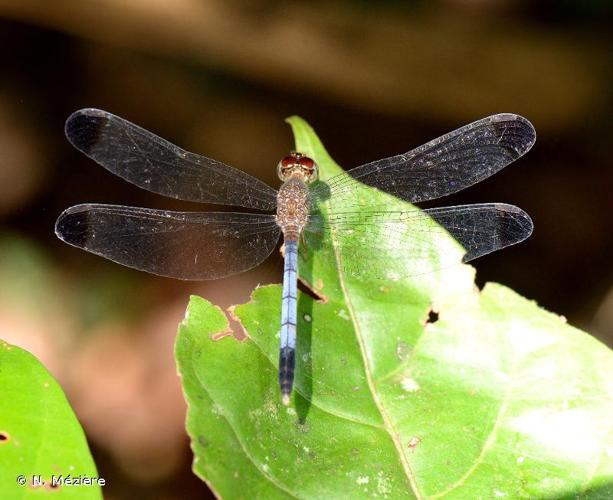 <i>Uracis fastigiata</i> (Burmeister, 1839) © N. Mézière