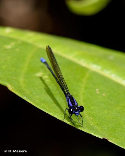 <i>Argia fumigata</i> Hagen <i>in</i> Selys, 1865 © N. Mézière