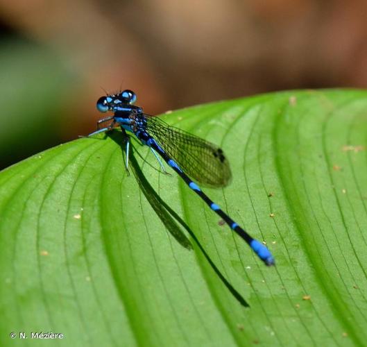 <i>Argia oculata</i> Hagen <i>in</i> Selys, 1865 © N. Mézière