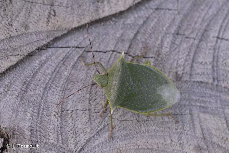 <i>Loxa viridis</i> (Palisot de Beauvois, 1805) © J. Touroult