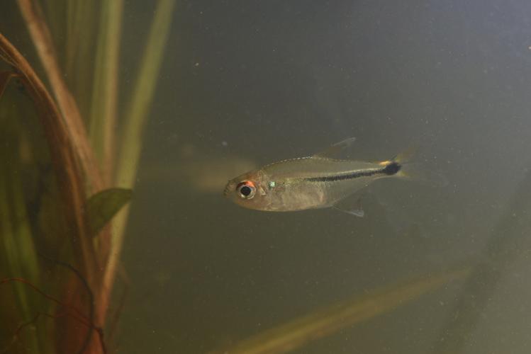 Hemigrammus guyanensis (Gros Saut sur le Grand Abounami, Papaïchton, 2020) © F. Melki/Fondation Biotope