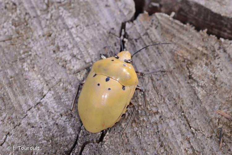 <i>Augocoris gomesii</i> Burmeister, 1835 © J. Touroult