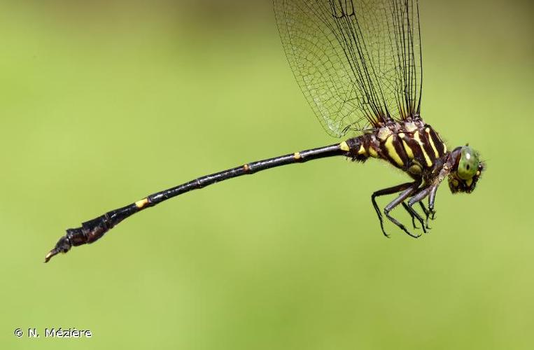 <i>Phyllogomphoides cristatus</i> (Needham, 1944) © N. Mézière