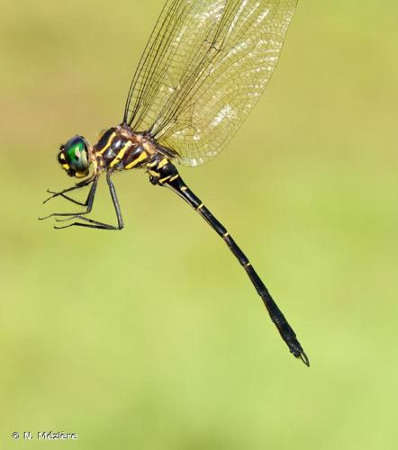 <i>Aeschnosoma elegans</i> Selys, 1870 © N. Mézière