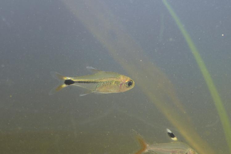 Hyphessobrycon borealis (Gros Saut sur le Grand Abounami, Papaïchton, 2020) © F. Melki/Fondation Biotope