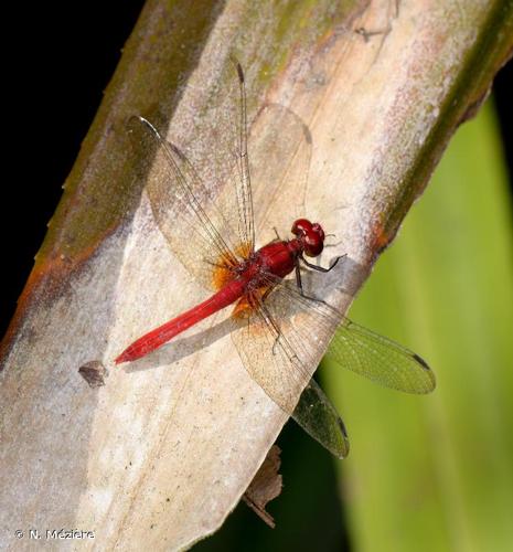 <i>Erythrodiplax castanea</i> (Burmeister, 1839) © N. Mézière