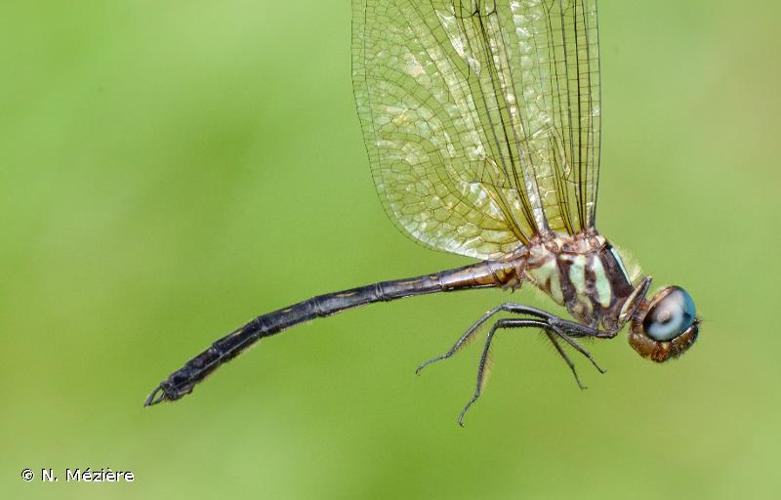 <i>Macrothemis nobilis</i> Rácenis, 1957 © N. Mézière