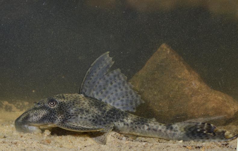 Hypostomus gymnorhynchus (Gros Saut sur le Grand Abounami, Papaïchton, 2020) © F. Melki/Fondation Biotope