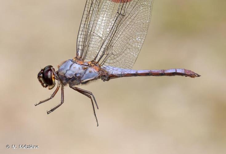 <i>Orthemis aequilibris</i> Calvert, 1909 © N. Mézière