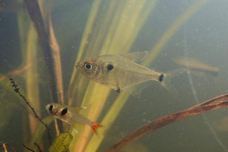 Jupiaba keithi (Gros Saut sur le Grand Abounami, Papaïchton, 2020) © F. Melki/Fondation Biotope