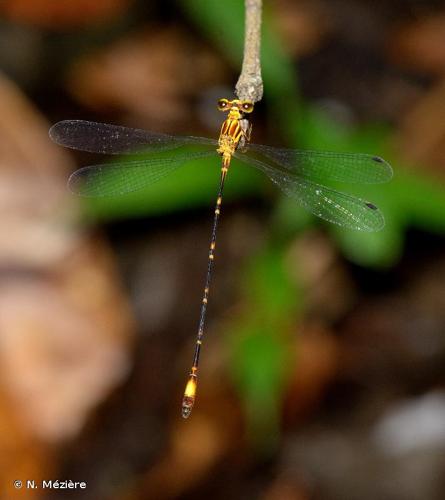 <i>Heteragrion ictericum</i> E.B. Williamson, 1919 © N. Mézière