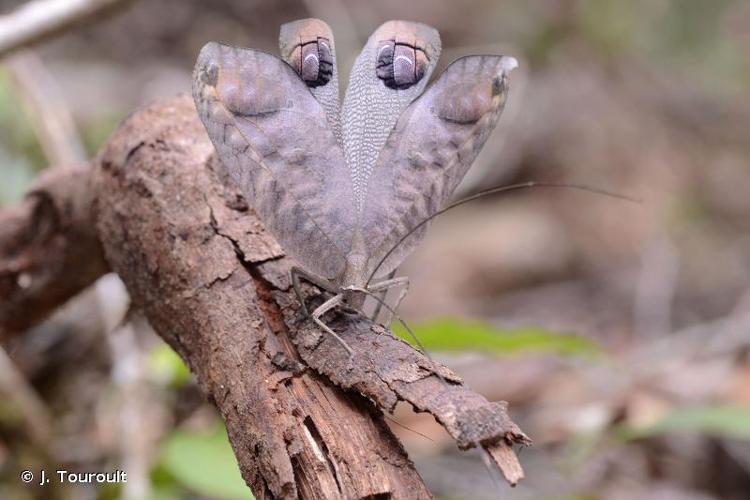 <i>Pterochroza ocellata</i> (Linnaeus, 1758) © J. Touroult