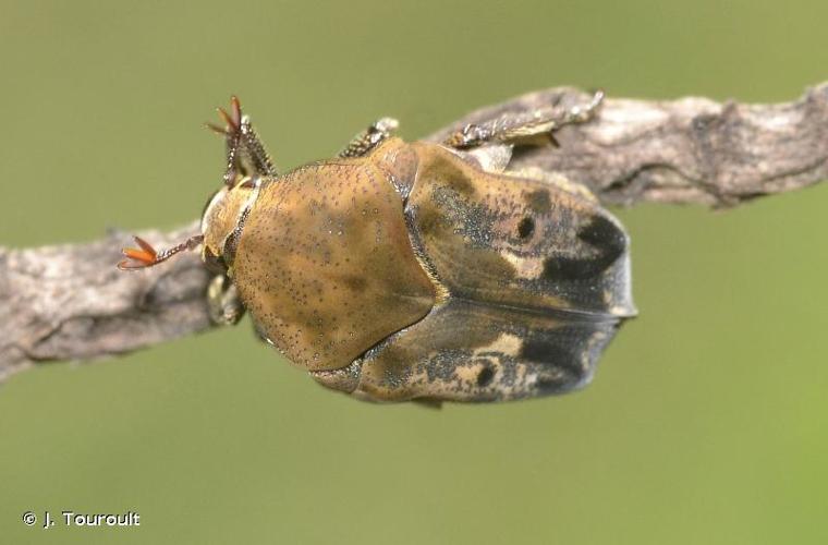 <i>Hoplopyga ocellata</i> (Gory & Percheron, 1833) © J. Touroult