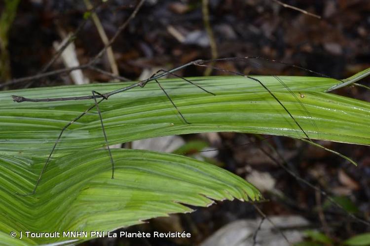 <i>Phanocloidea muricata</i> (Burmeister, 1838) © J Touroult MNHN PNI La Planète Revisitée