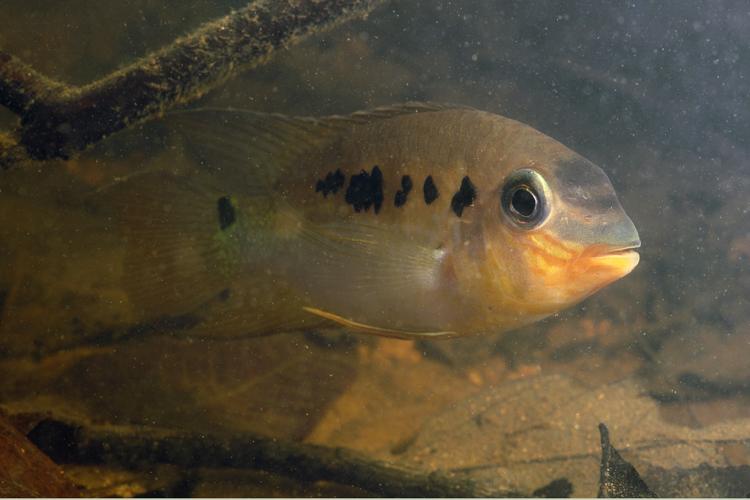 Krobia itanyi (Gros Saut sur le Grand Abounami, Papaïchton, 2020) © F. Melki/Fondation Biotope