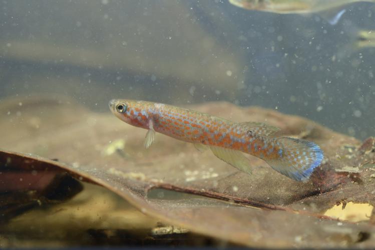 Laimosemion aff. geayi (Gros Saut sur le Grand Abounami, Papaïchton, 2020) © F. Melki/Fondation Biotope