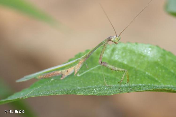 <i>Parastagmatoptera flavoguttata</i> (Audinet-Serville, 1839) © S. Brûlé