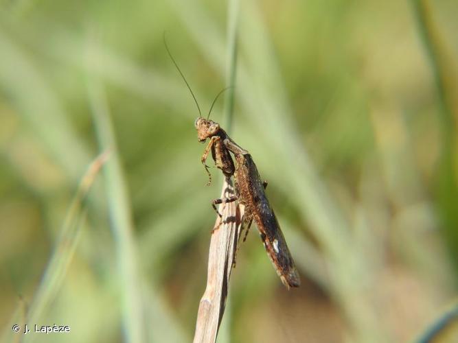 <i>Raptrix perspicua</i> (Fabricius, 1787) © J. Lapèze