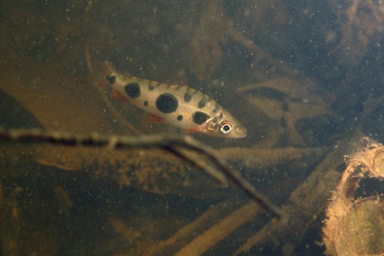 Leporinus friderici (Gros Saut sur le Grand Abounami, Papaïchton, 2020) © F. Melki/Fondation Biotope