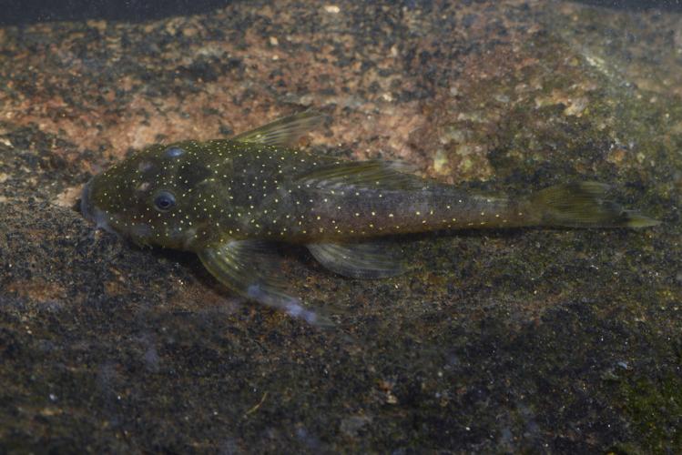 Lithoxus stocki (Gros Saut sur le Grand Abounami, Papaïchton, 2020) © F. Melki/Fondation Biotope