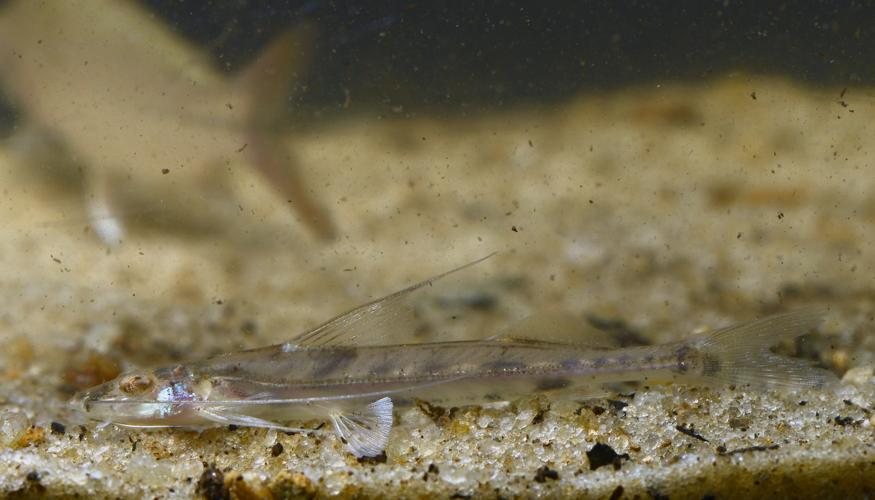 Mastiglanis durantoni (Gros Saut sur le Grand Abounami, Papaïchton, 2020) © F. Melki/Fondation Biotope