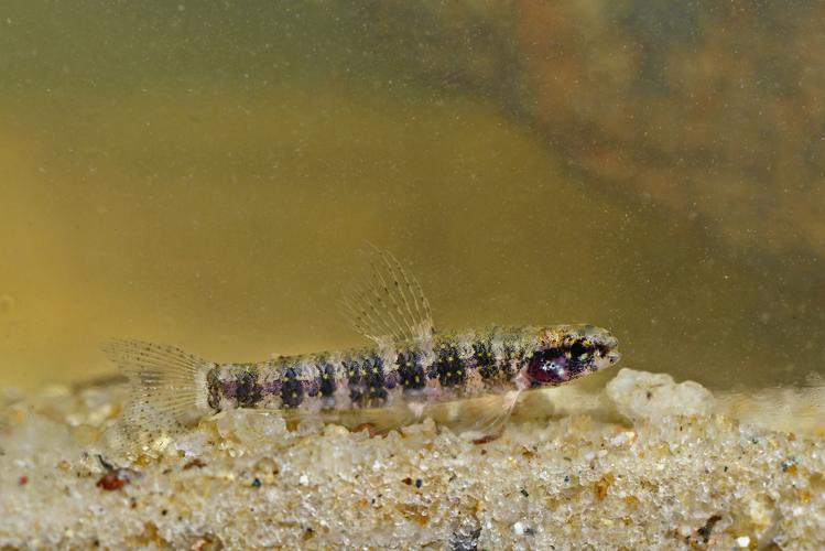 Microcharacidium eleotrioides (Gros Saut sur le Grand Abounami, Papaïchton, 2020) © F. Melki/Fondation Biotope