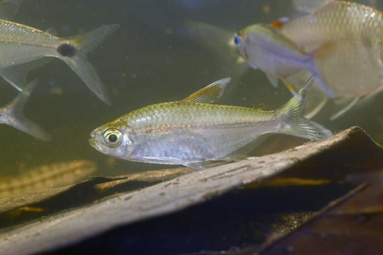 Moenkhausia aff. intermedia (Gros Saut sur le Grand Abounami, Papaïchton, 2020) © F. Melki/Fondation Biotope