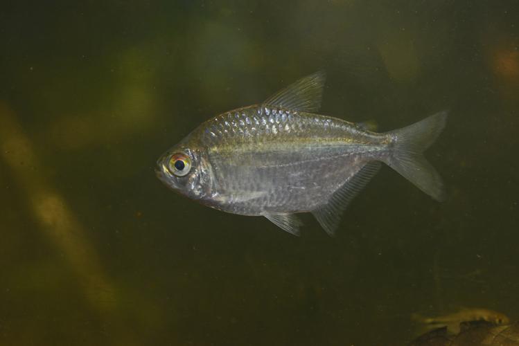 Moenkhausia grandisquamis (Gros Saut sur le Grand Abounami, Papaïchton, 2020) © F. Melki/Fondation Biotope