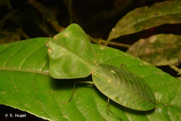 <i>Choeradodis strumaria</i> (Linnaeus, 1758) © S. Hugel