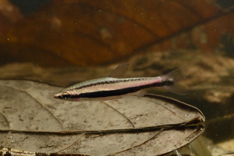 Nannostomus bifasciatus (Gros Saut sur le Grand Abounami, Papaïchton, 2020) © F. Melki/Fondation Biotope