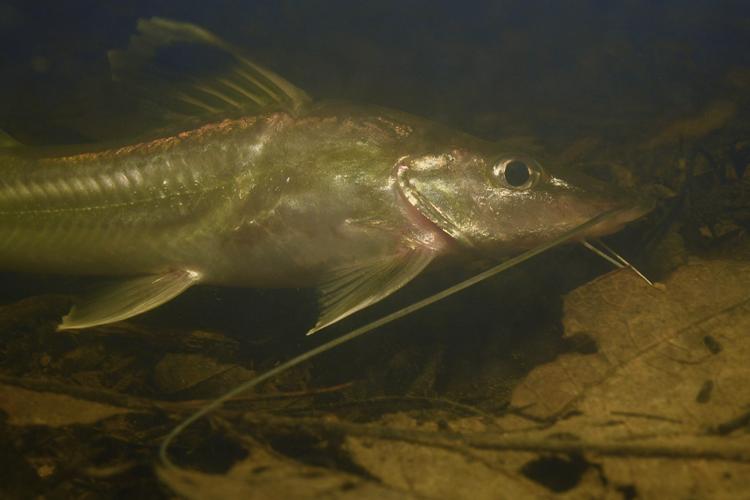 Pimelodus ornatus (Gros Saut sur le Grand Abounami, Papaïchton, 2020) © F. Melki/Fondation Biotope