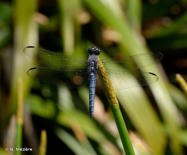 <i>Elasmothemis williamsoni</i> (Ris, 1919) © N. Mézière