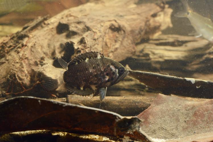 Polycentrus punctatus (Gros Saut sur le Grand Abounami, Papaïchton, 2020) © F. Melki/Fondation Biotope