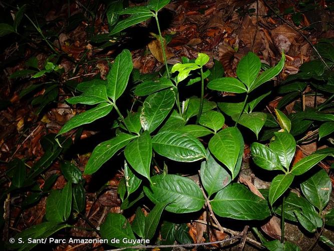 <i>Anthurium pentaphyllum</i> (Aubl.) G.Don, 1839 © S. Sant/ Parc Amazonien de Guyane