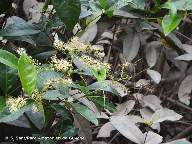 <i>Combretum laxum</i> Jacq., 1760 © S. Sant/Parc Amazonien de Guyane