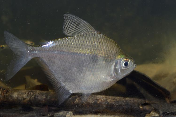 Poptella brevispina (Gros Saut sur le Grand Abounami, Papaïchton, 2020) © F. Melki/Fondation Biotope