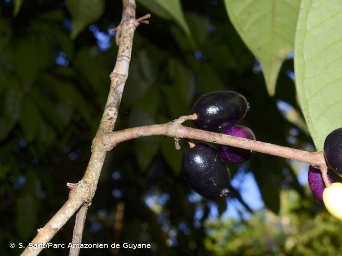 <i>Eugenia latifolia</i> Aubl., 1775 © S. Sant/Parc Amazonien de Guyane