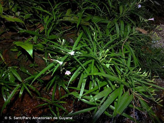 <i>Ruellia longifolia</i> Rich., 1792 © S. Sant/Parc Amazonien de Guyane