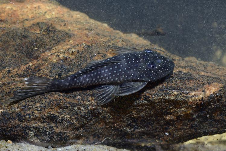 Pseudancistrus barbatus (Gros Saut sur le Grand Abounami, Papaïchton, 2020) © F. Melki/Fondation Biotope