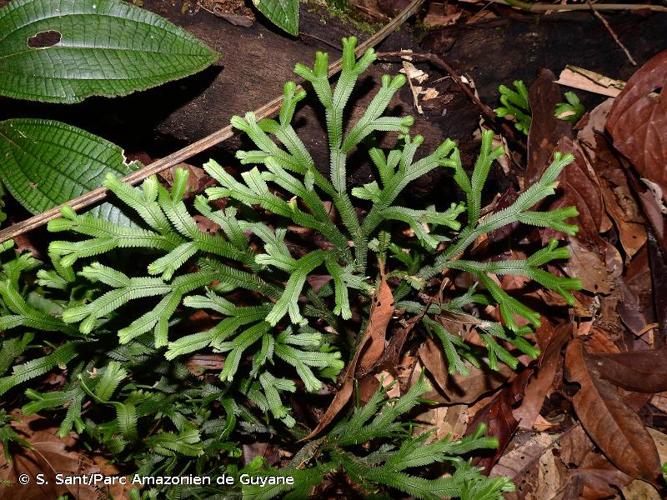 <i>Selaginella falcata</i> (P.Beauv.) Spring, 1843 © S. Sant/Parc Amazonien de Guyane