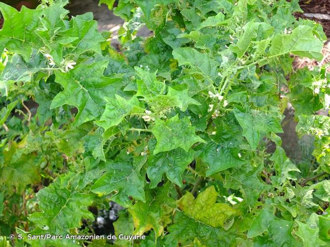 <i>Solanum stramoniifolium</i> Jacq., 1781 © S. Sant/Parc Amazonien de Guyane