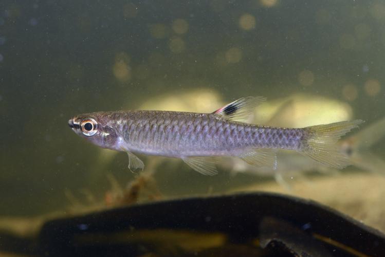 Pyrrhulina filamentosa (Gros Saut sur le Grand Abounami, Papaïchton, 2020) © F. Melki/Fondation Biotope