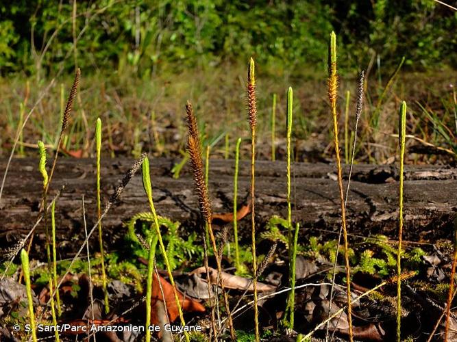 <i>Pseudolycopodiella meridionalis</i> (Underw. & F.E.Lloyd) Holub, 1983 © S. Sant/Parc Amazonien de Guyane