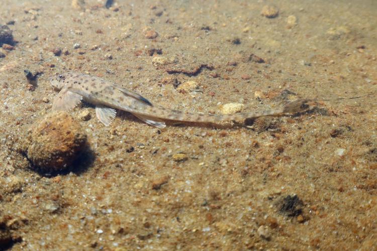 Rineloricaria aff. stewarti (Gros Saut sur le Grand Abounami, Papaïchton, 2020) © F. Melki/Fondation Biotope