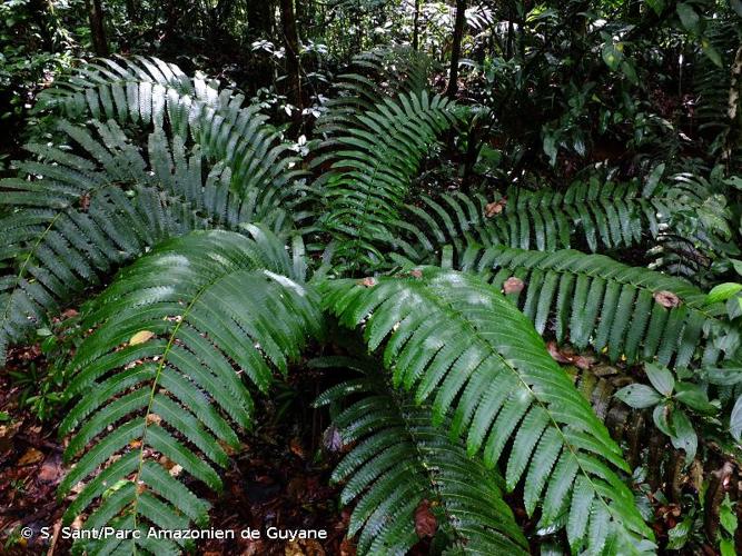 <i>Cyathea spectabilis</i> (Kunze) Domin, 1929 © S. Sant/Parc Amazonien de Guyane