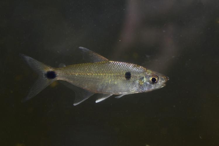 Roeboexodon guyanensis (Gros Saut sur le Grand Abounami, Papaïchton, 2020) © F. Melki/Fondation Biotope