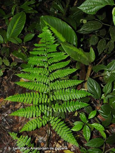 <i>Dennstaedtia obtusifolia</i> (Willd.) T.Moore, 1861 © S. Sant/Parc Amazonien de Guyane