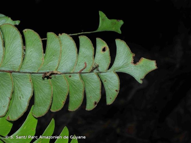 <i>Lindsaea falcata</i> Dryand., 1797 © S. Sant/ Parc Amazonien de Guyane